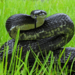 Trapped! 10 Terrifying Wild Animal Encounters