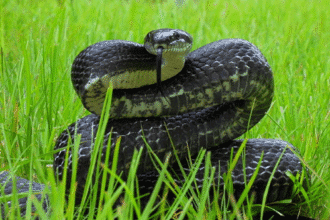 Trapped! 10 Terrifying Wild Animal Encounters