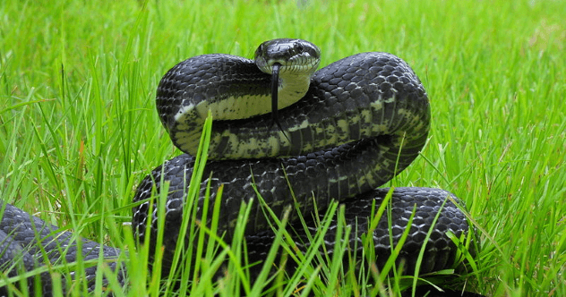 Trapped! 10 Terrifying Wild Animal Encounters