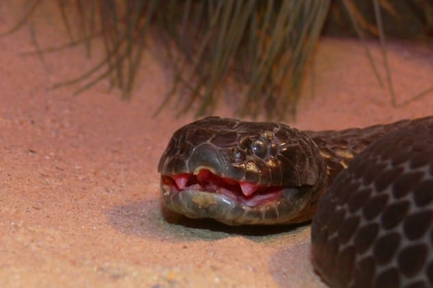 Tiger snake on a boat