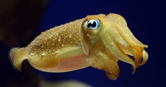 Cuttlefish wearing 3D glasses