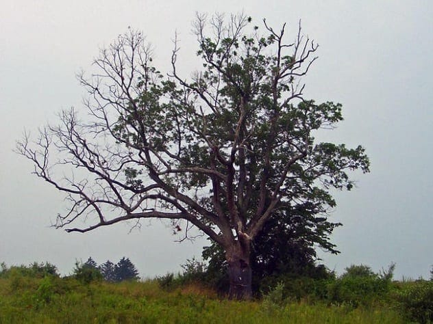 Devil's Tree New Jersey