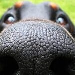 Top 10 Species That Exist Because of Humans