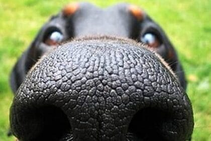 Top 10 Species That Exist Because of Humans