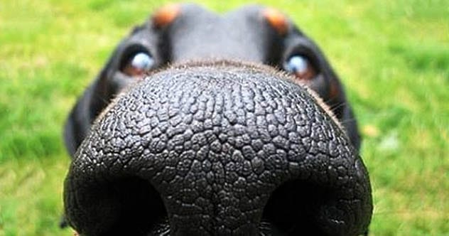 Top 10 Species That Exist Because of Humans