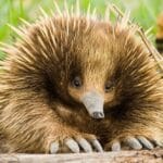 10 Animal Problems Solved by Amazing Adaptations