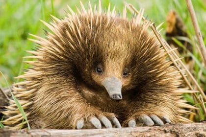 10 Animal Problems Solved by Amazing Adaptations