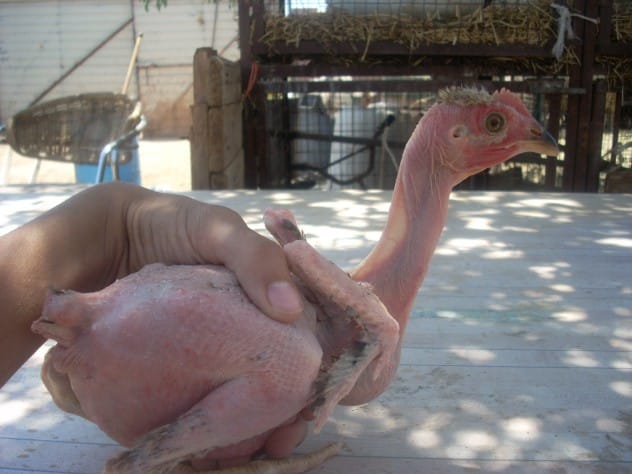 Cooked chicken