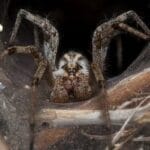 10 Creepy Bugs That Heal: Amazing Medical Uses Uncovered!