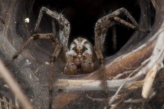 10 Creepy Bugs That Heal: Amazing Medical Uses Uncovered!