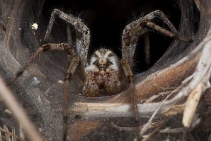 10 Creepy Bugs That Heal: Amazing Medical Uses Uncovered!