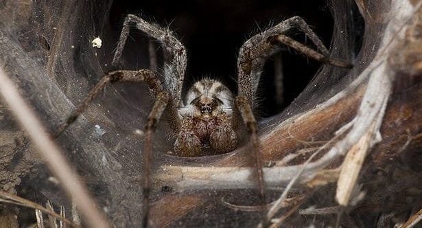 10 Creepy Bugs That Heal: Amazing Medical Uses Uncovered!