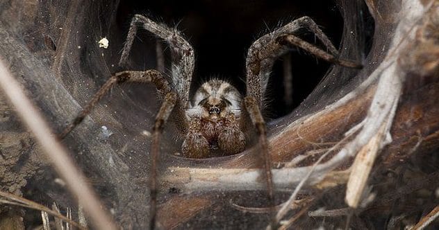 10 Creepy Bugs That Heal: Amazing Medical Uses Uncovered!