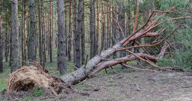 Forested area in Great Smoky Mountains National Park, where a tree fell on a tent.