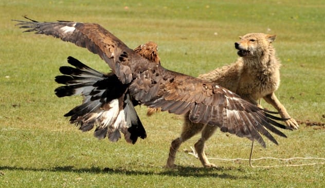 Golden eagle dropping a goat from a cliff