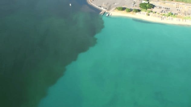 Dark molasses polluting Honolulu Harbor in 2013, affecting marine life