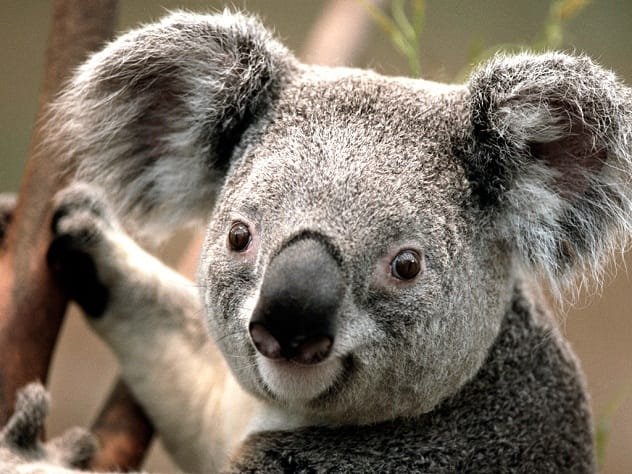 Cute koala bear