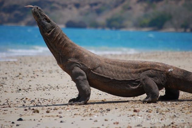 Komodo Dragon in Indonesia
