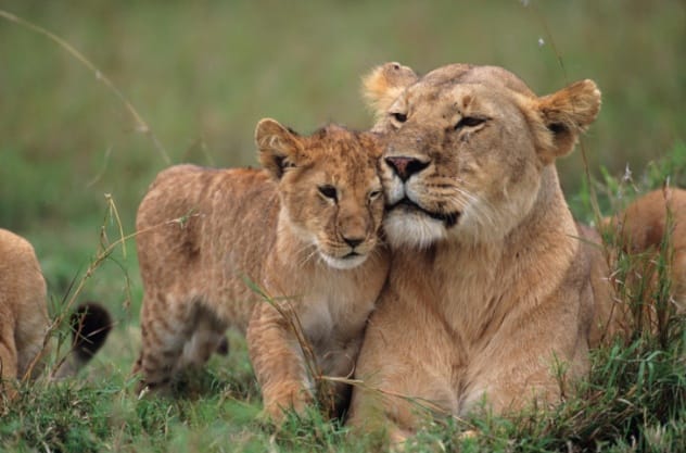 A lion cub, representing successful breeding programs for endangered big cats