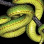 10 Creepy Crawlies Discovered Recently That Will Haunt You