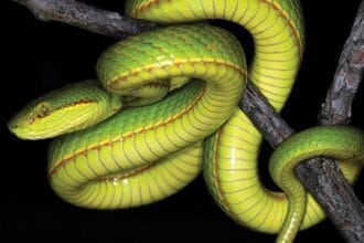 10 Creepy Crawlies Discovered Recently That Will Haunt You