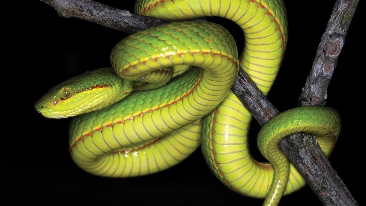Salazar’s Pit Viper