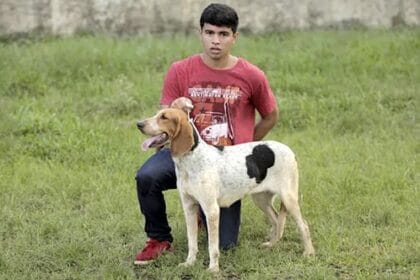 Extinct Dog Breeds: Top 10 Lost Canine Companions