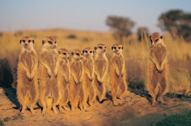 Group of meerkats