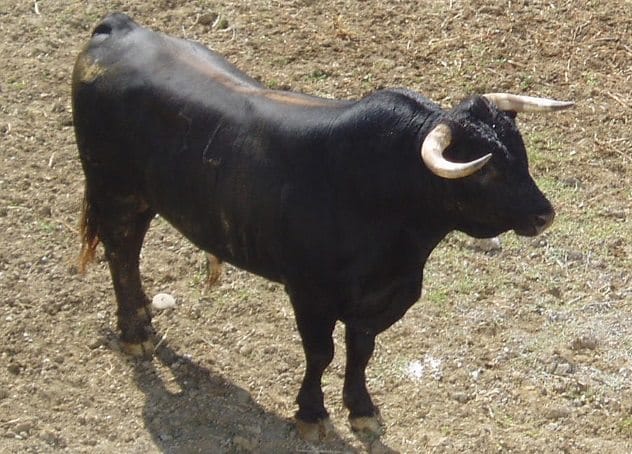 Hornless bull