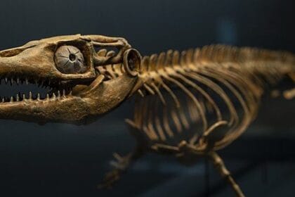 Dinosaurs' Weird Neighbors: 10 Strange Prehistoric Animals