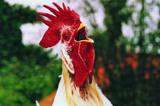 Cock-throwing