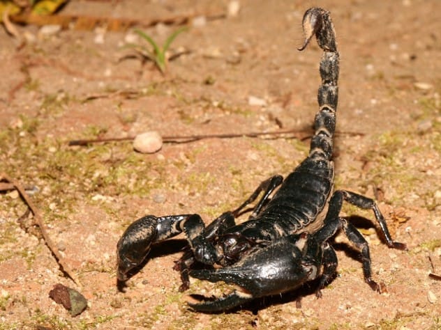 Henrik Ibsen's scorpion