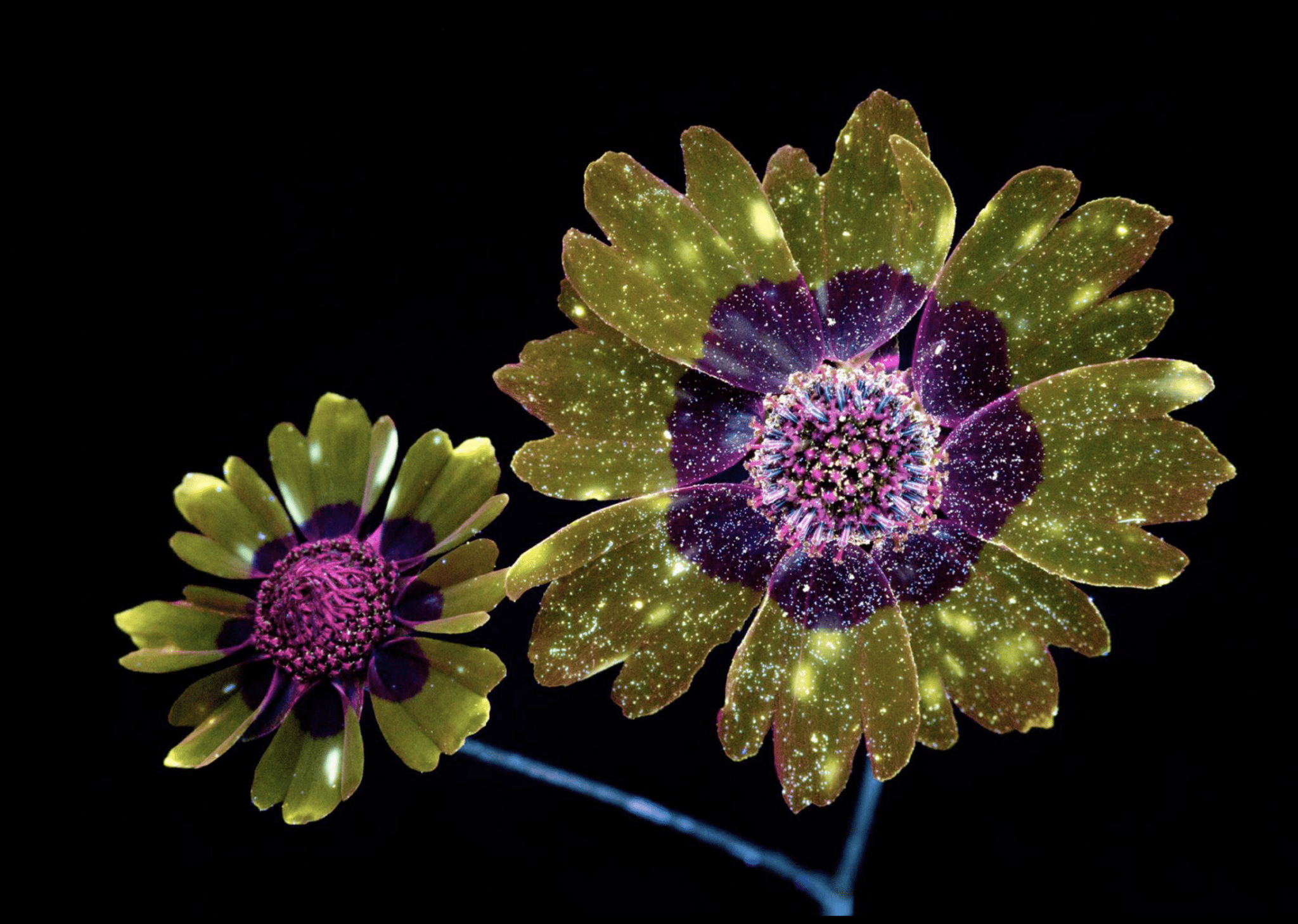 The Glow Of Flowers image