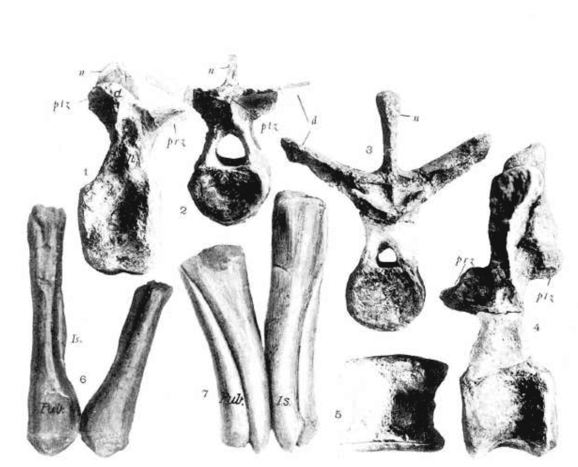 Dinosaur excavation in Argiles d’Octeville