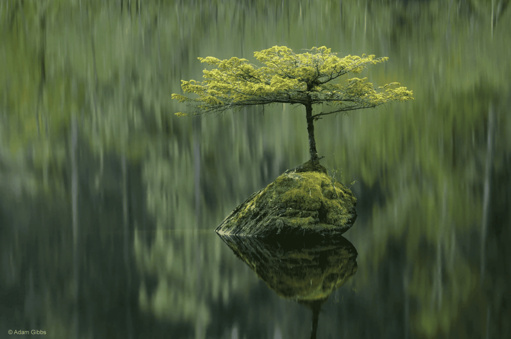 A tiny Douglas fir tree bravely growing atop a submerged log in the serene Fairy Lake, Canada.