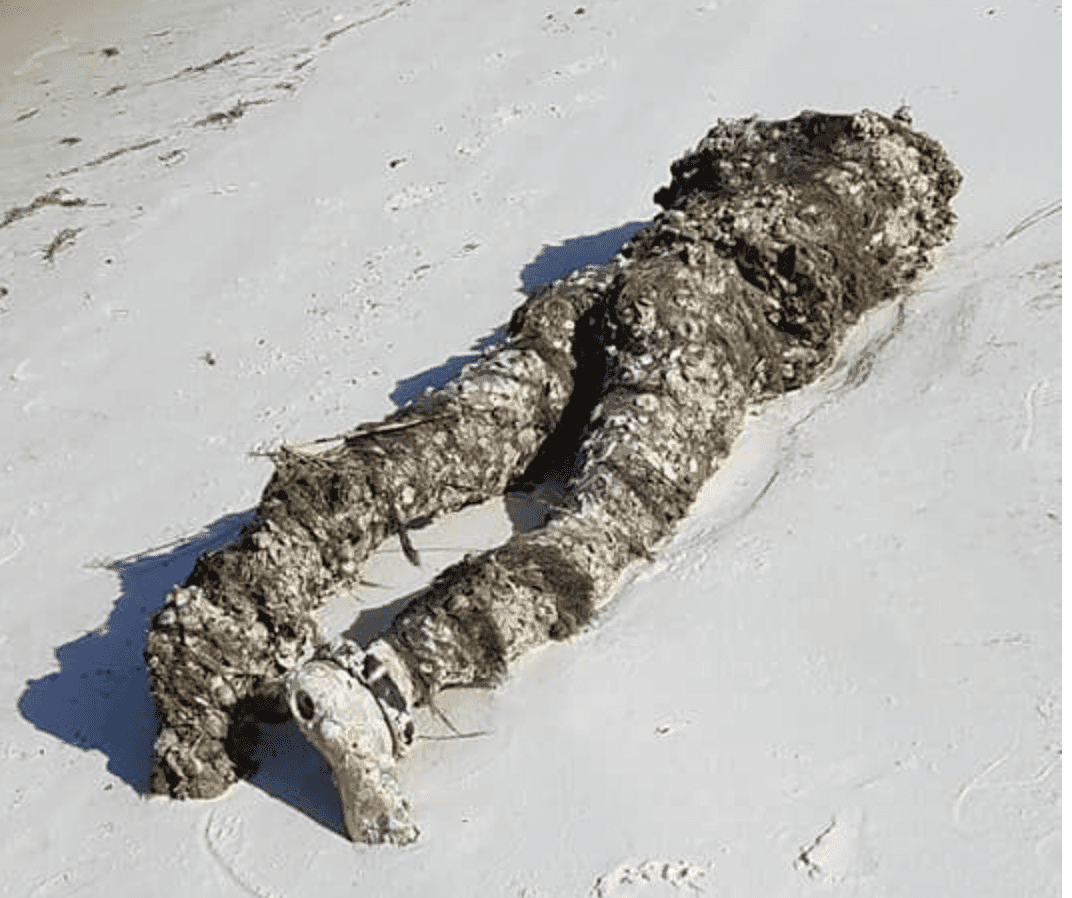 Decapitated Corpse