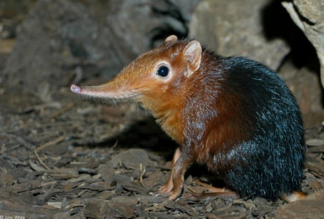 A shrew