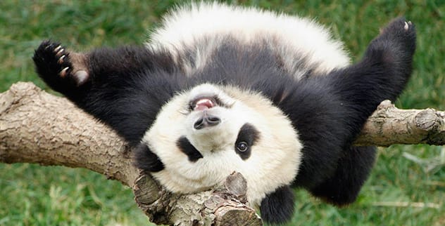 panda symbol of friendship