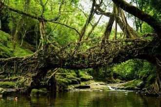 10 Weird & Wonderful Bridges You Won't Believe Exist!