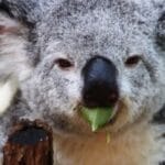 Evolution's Loners: 10 Animals Last of Their Kind