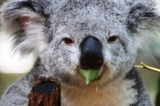 Evolution's Loners: 10 Animals Last of Their Kind