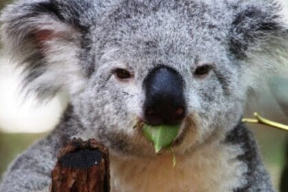 Evolution's Loners: 10 Animals Last of Their Kind