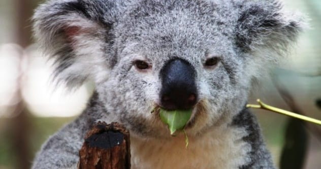 Evolution's Loners: 10 Animals Last of Their Kind