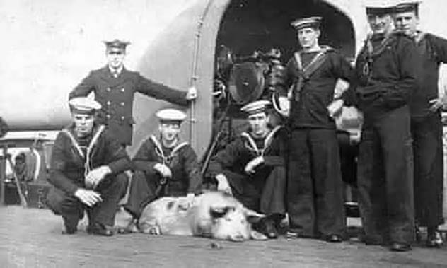 Tirpitz the Pig