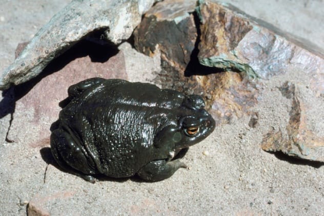 A toad sitting on a bed of rocks, similar to how one was found encased in stone