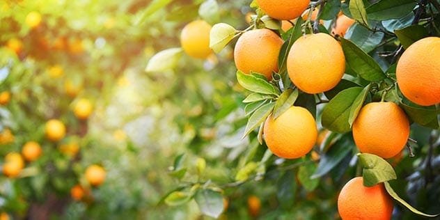 Etymology of the word orange