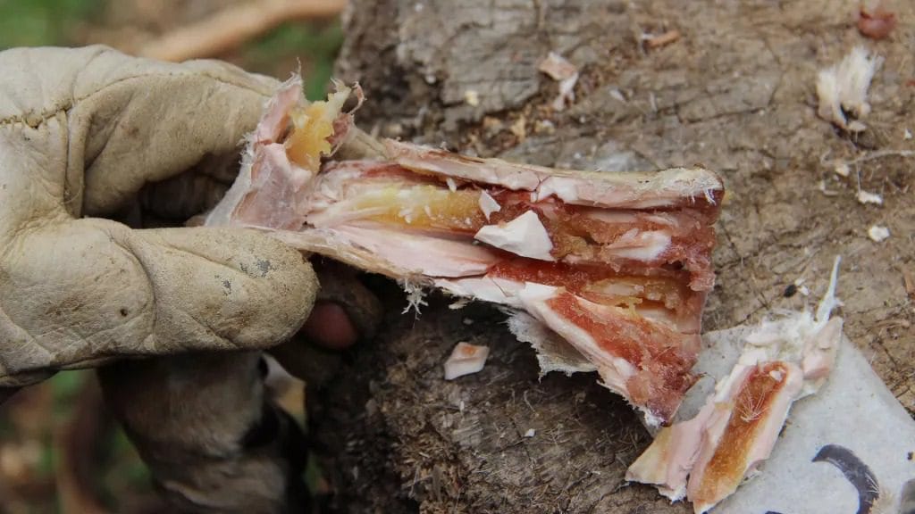 Ancient deer leg bones from Qesem Cave, showing how early humans preserved marrow