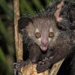 10 Wildest Science Discoveries of 2022 You Won’t Believe!