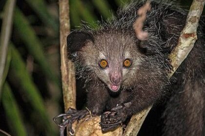 10 Wildest Science Discoveries of 2022 You Won’t Believe!