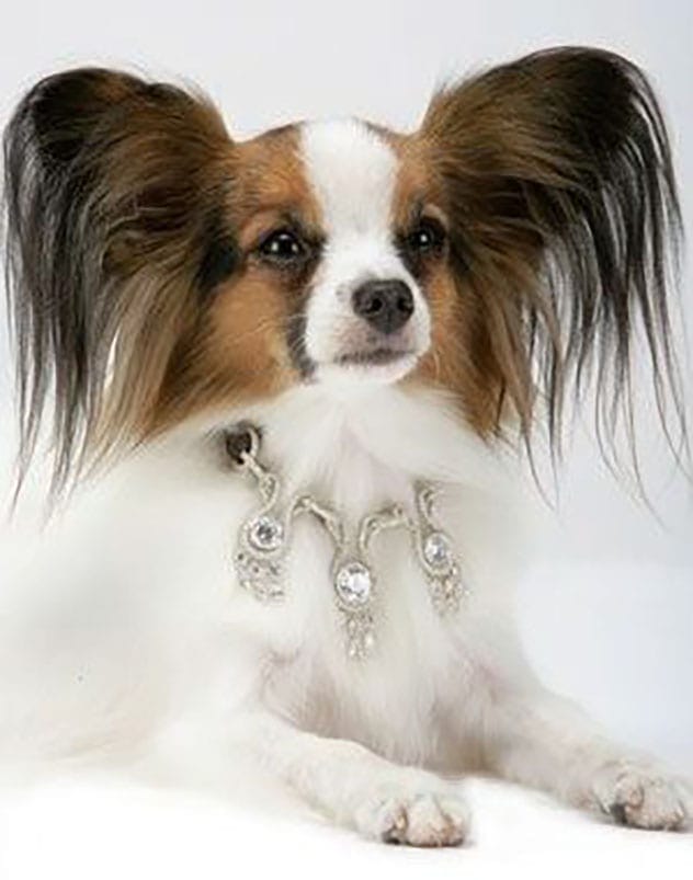 Diamond Dog Collar